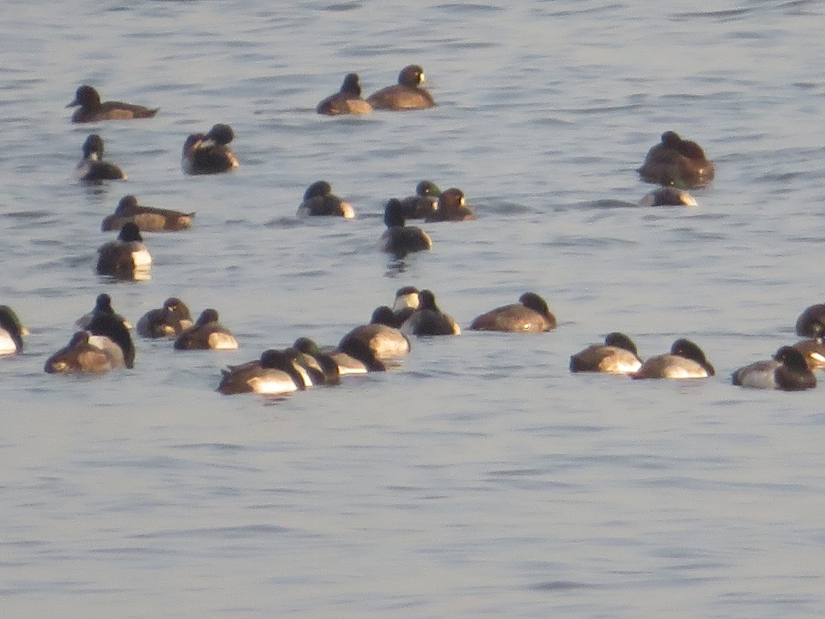 Greater Scaup - ML395819811