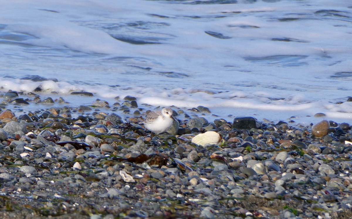 Sanderling - ML395820231