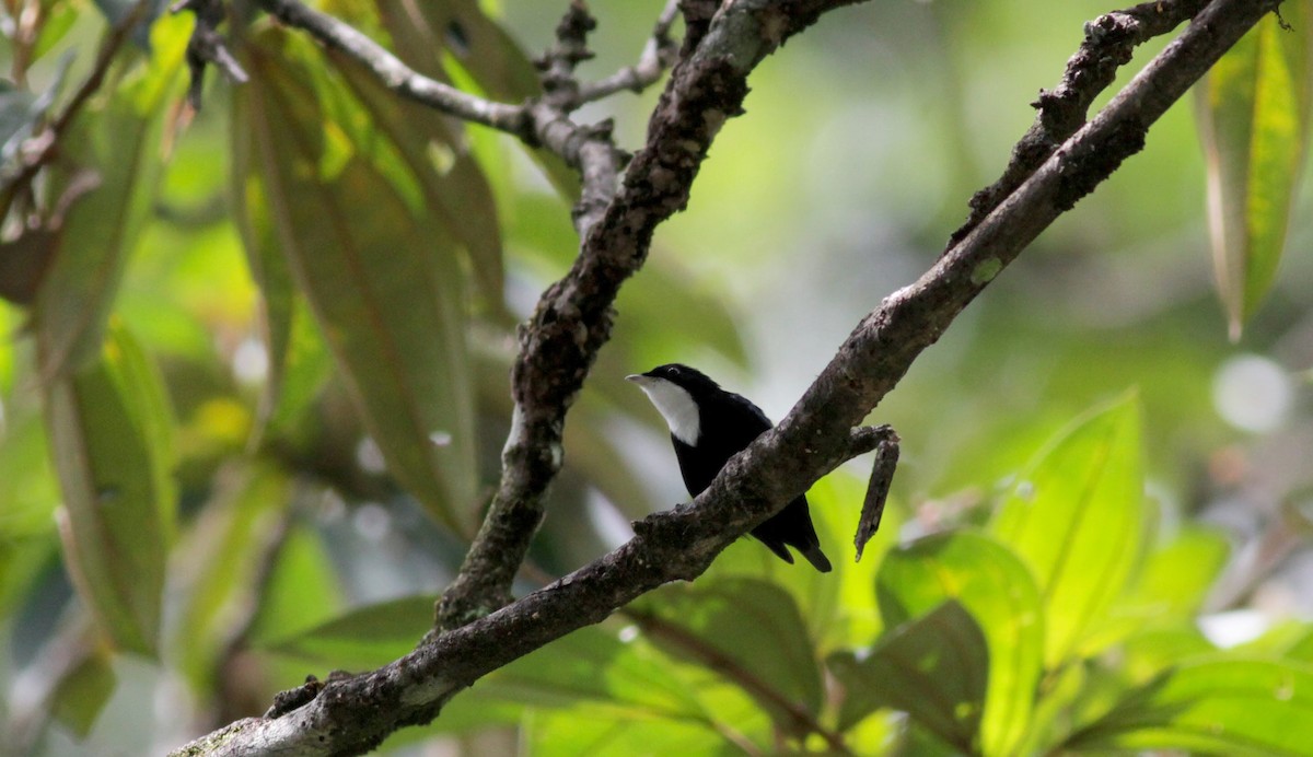 White-throated Manakin - Jay McGowan