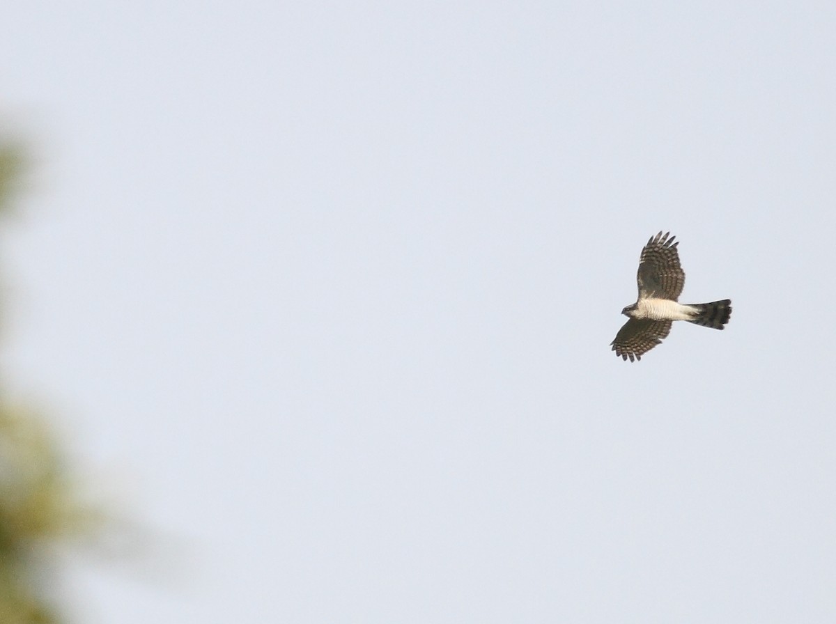 Eurasian Sparrowhawk - ML395823381