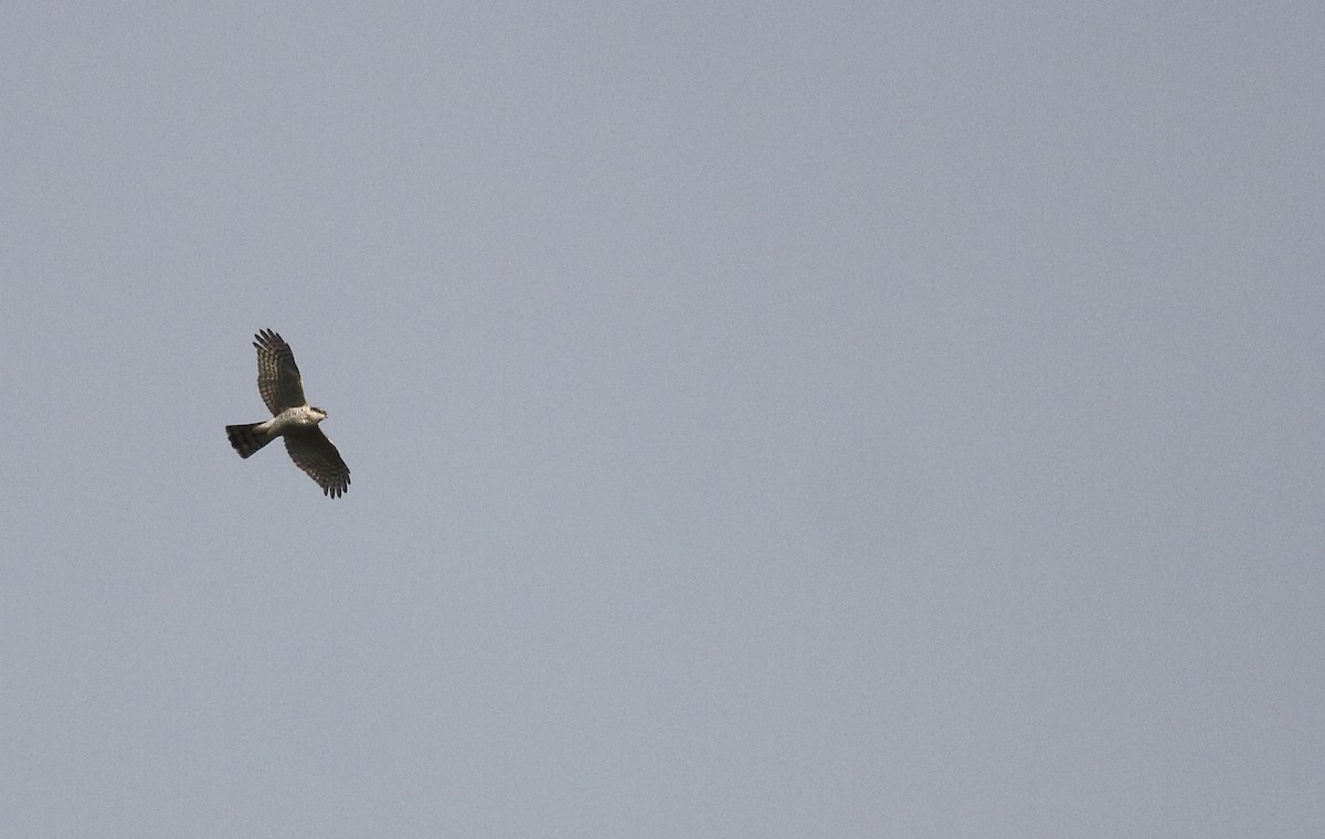 Eurasian Sparrowhawk - ML395823391