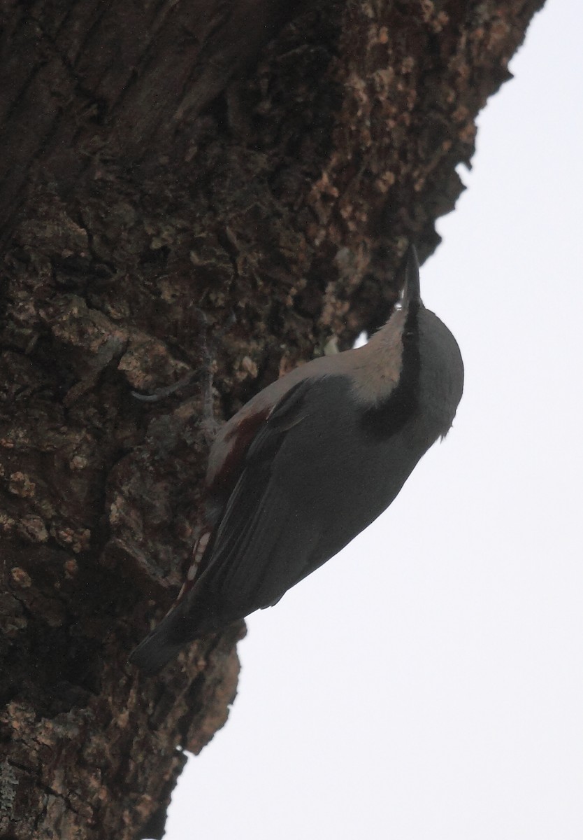 Chestnut-vented Nuthatch - ML395823521