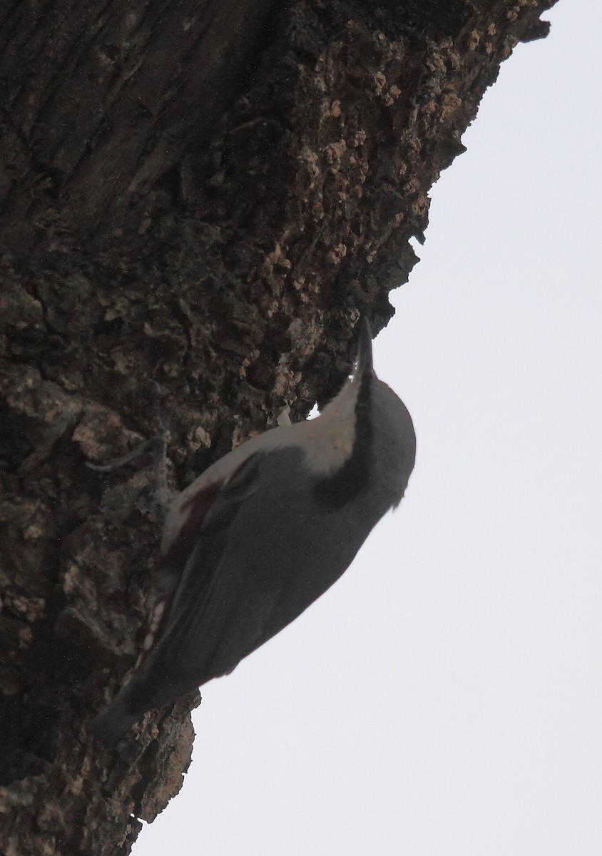 Chestnut-vented Nuthatch - ML395823531