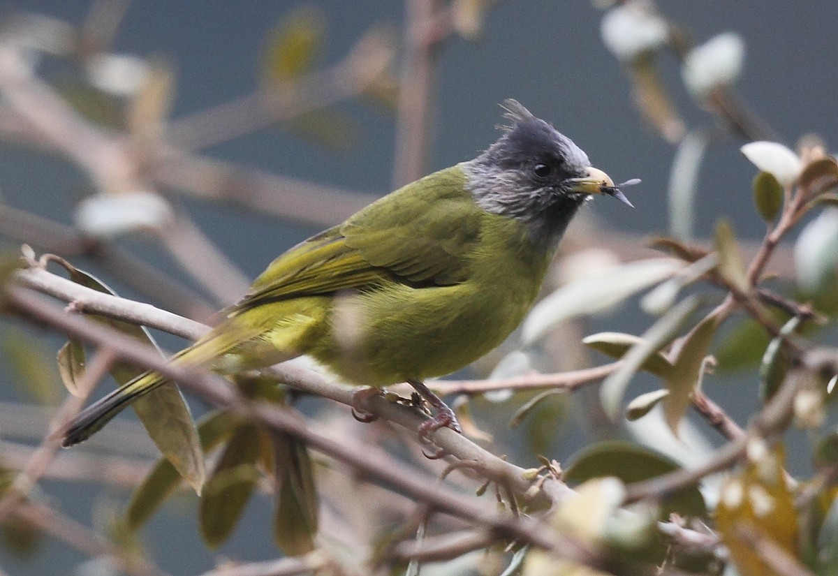 Crested Finchbill - Krishnan Sivasubramanian