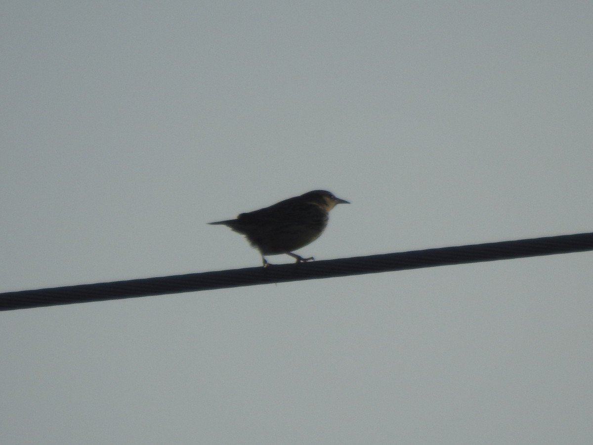 Western Meadowlark - ML395823981