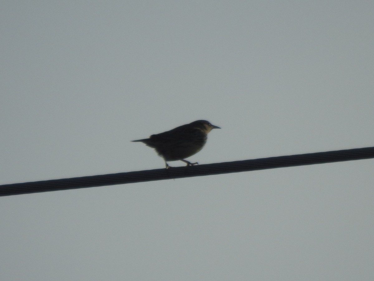 Western Meadowlark - ML395823981