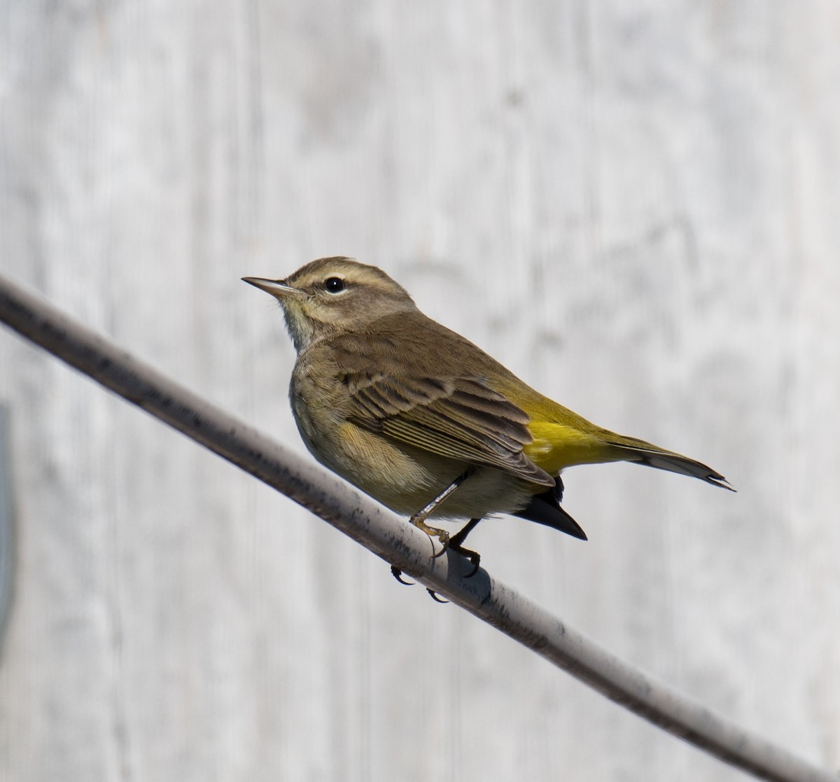 Palm Warbler - ML39582561