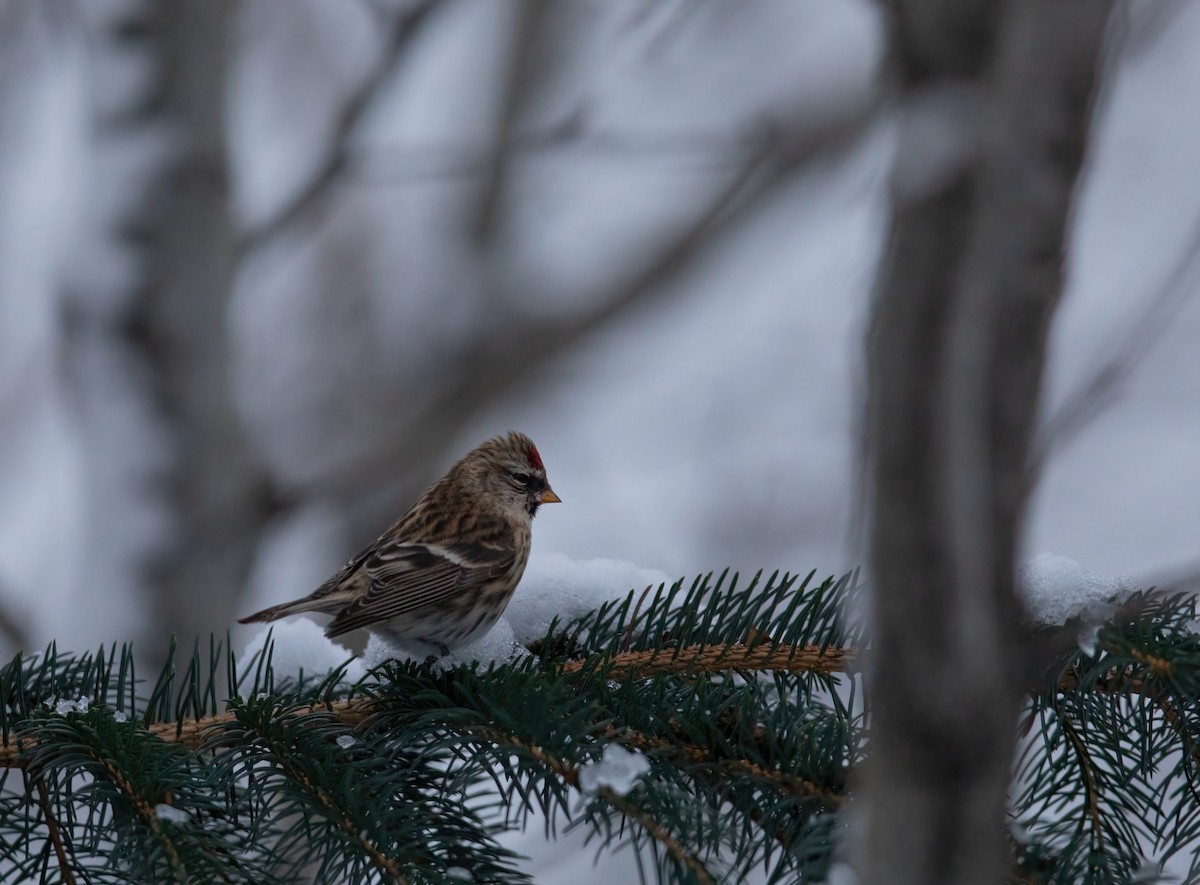 Common Redpoll - ML395826521