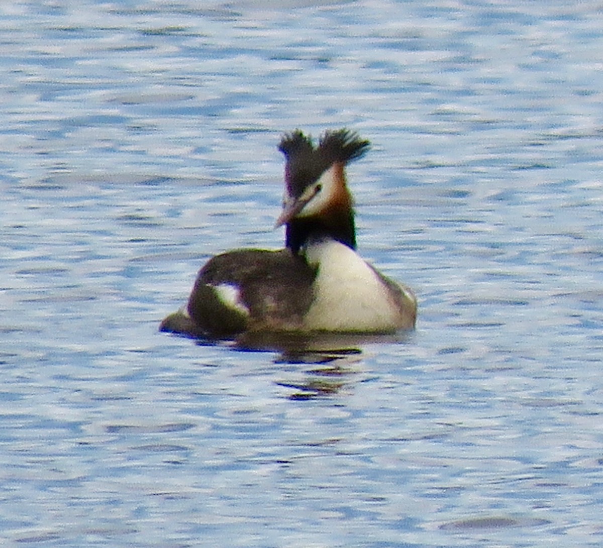 Great Crested Grebe - ML395827561