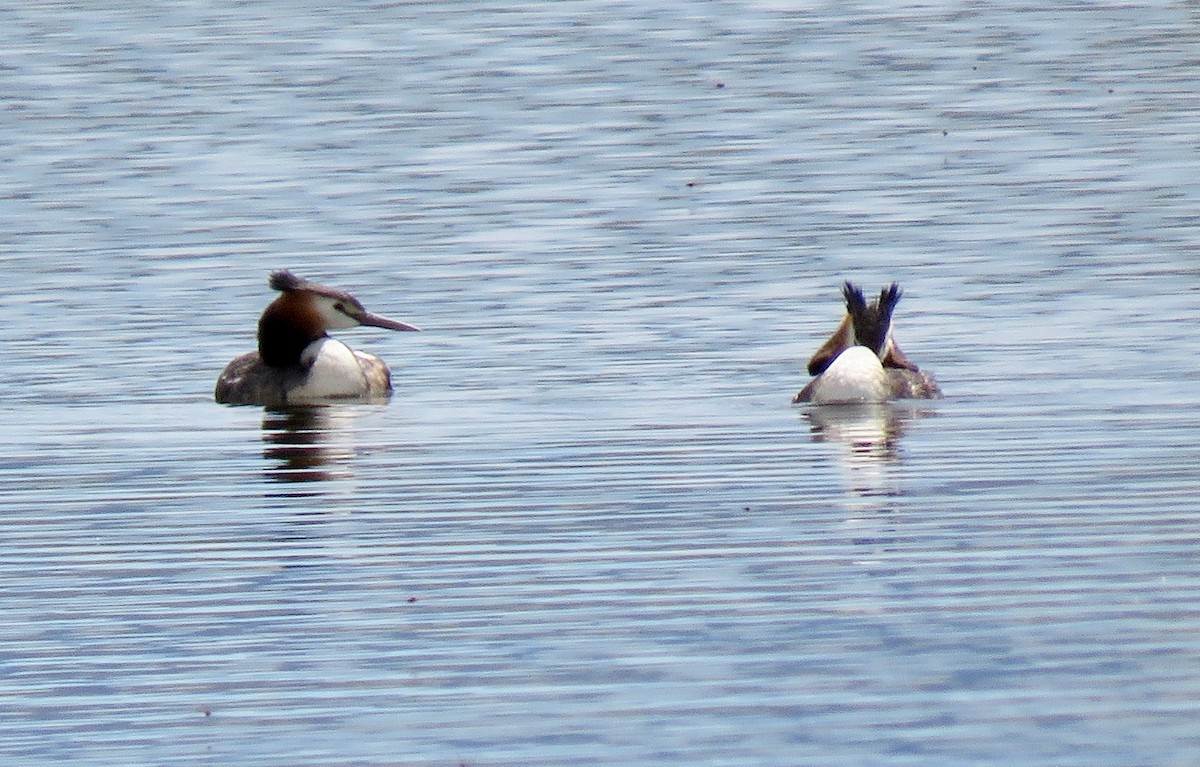 Great Crested Grebe - ML395827591