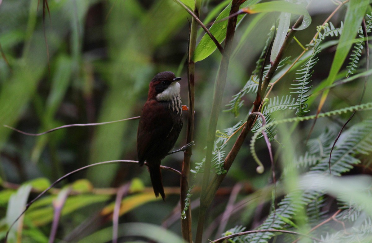 Roraima Dikenkuyruğu - ML39582911