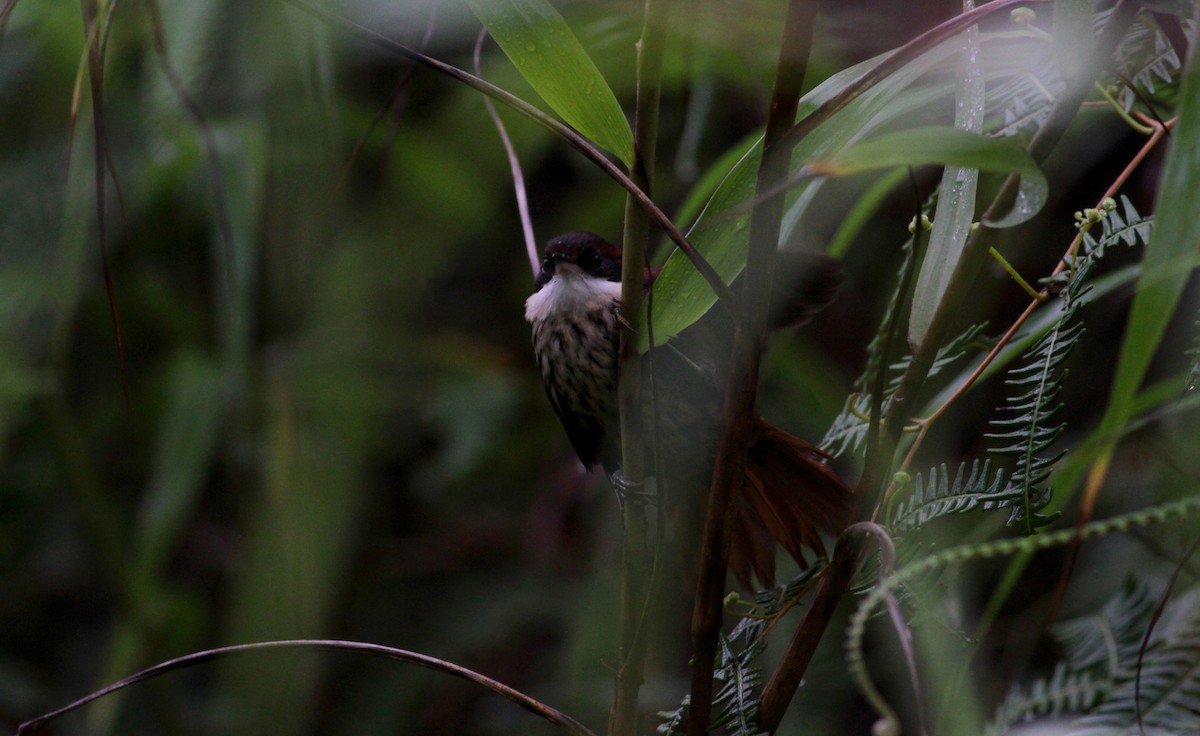 Roraima Dikenkuyruğu - ML39582951