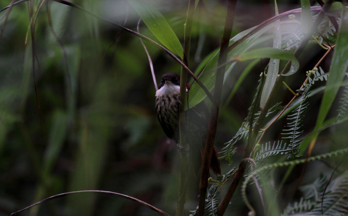 Roraima Dikenkuyruğu - ML39582961