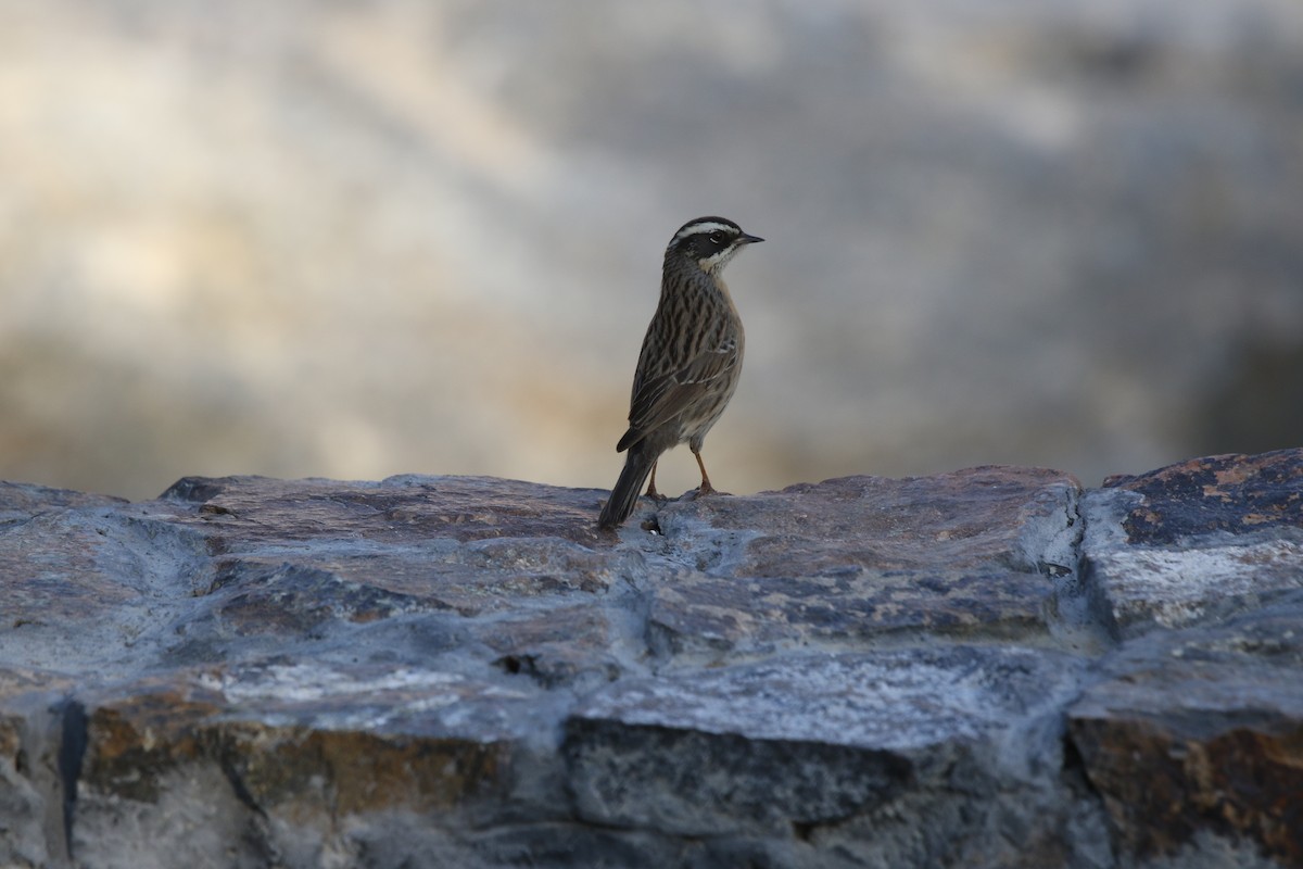 Radde's Accentor (Radde's) - Reza Khan