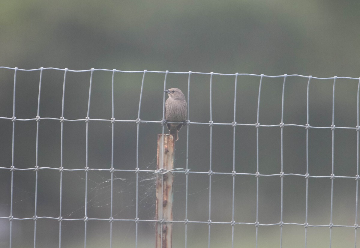 Brown-headed Cowbird - ML395831611