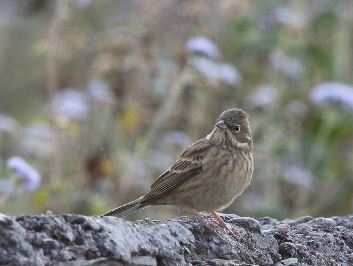 White-capped Bunting - ML395832931