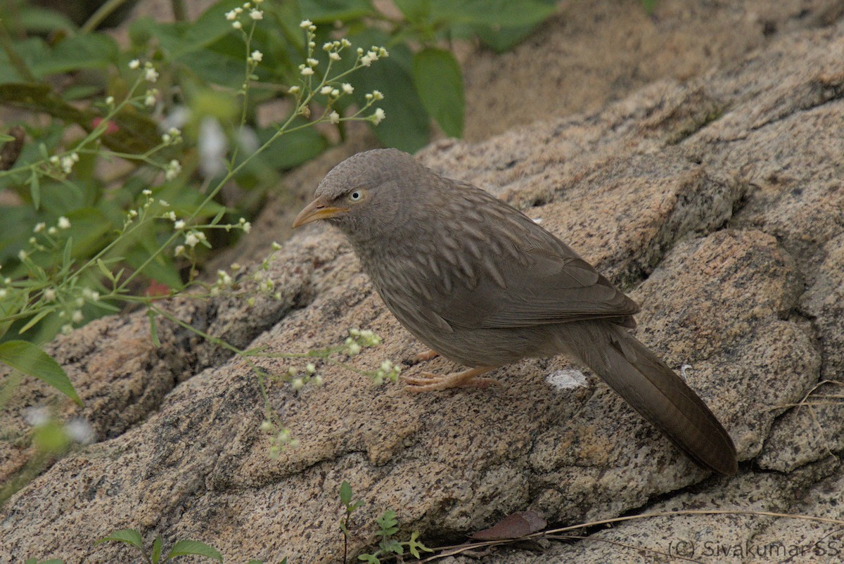 Jungle Babbler - Sivakumar SS