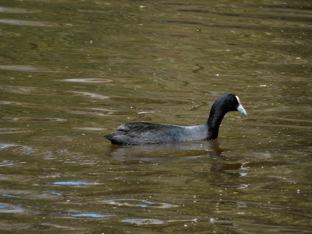 Eurasian Coot - George Vaughan