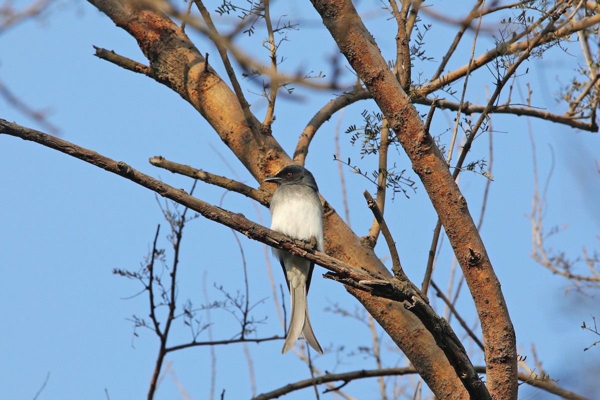 White-bellied Drongo - ML395835281