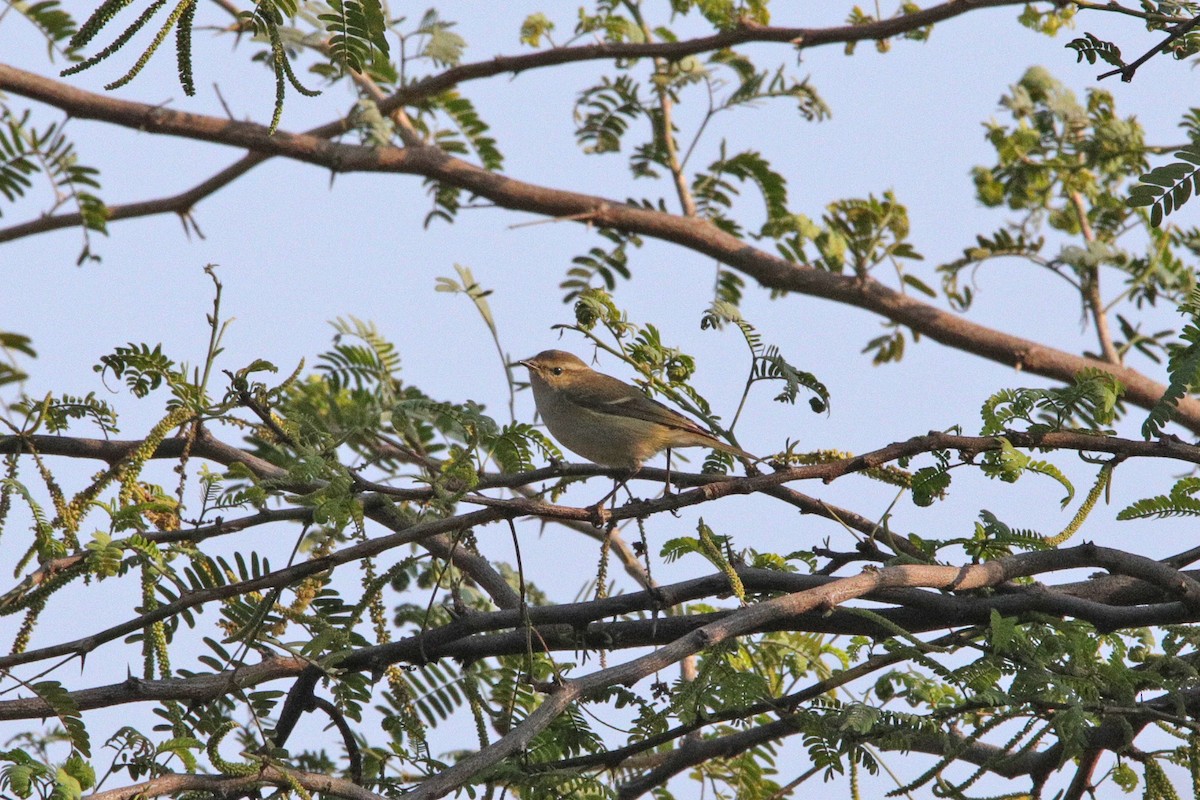 Hume's Warbler - ML395835381