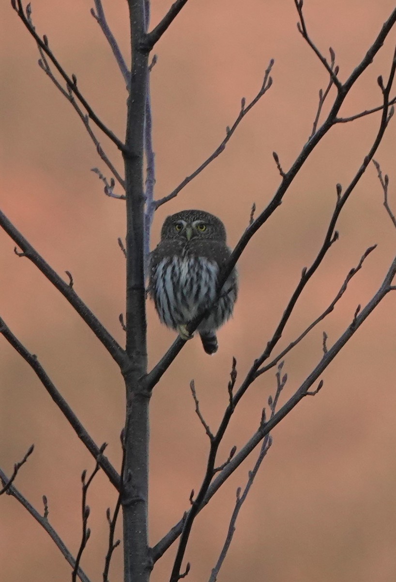 Northern Pygmy-Owl - ML395835721