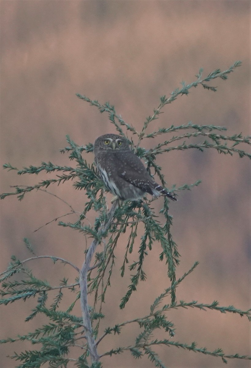 Northern Pygmy-Owl - ML395835741