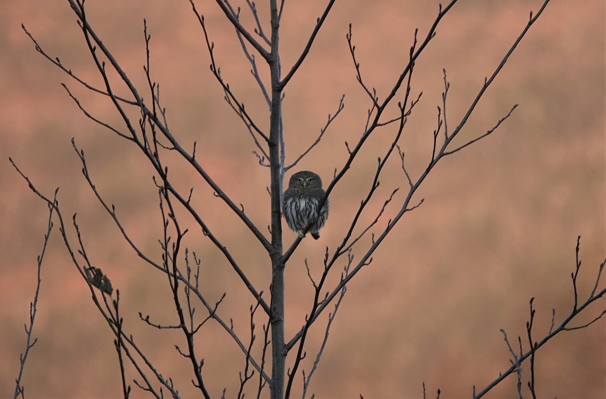 Northern Pygmy-Owl - ML395835751