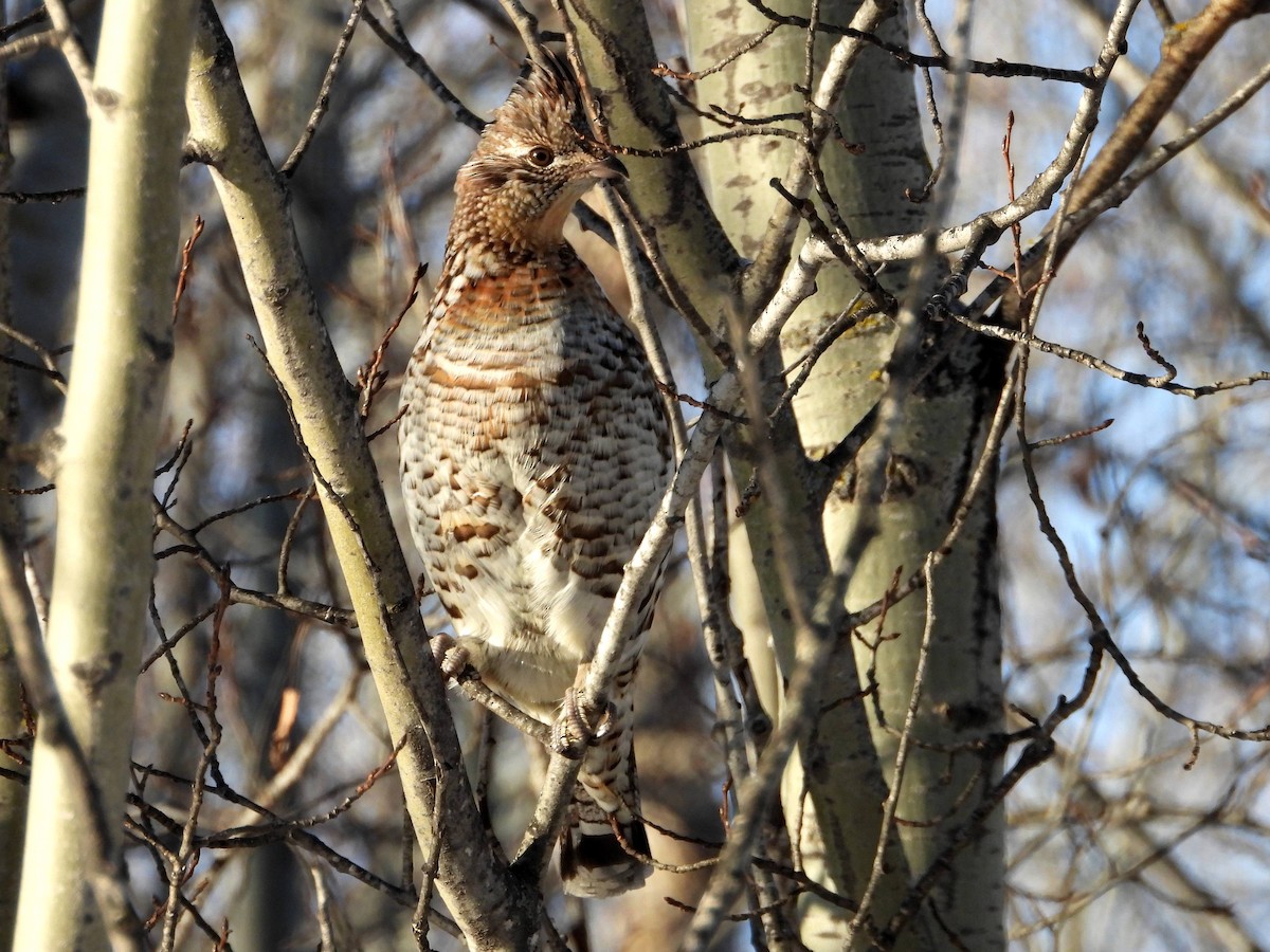 Ruffed Grouse - Ted Hogg