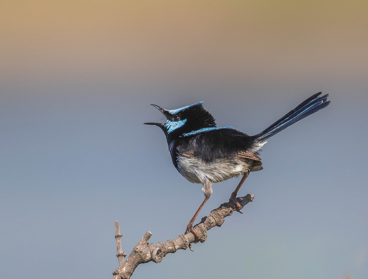 Superb Fairywren - Louise Summerhayes