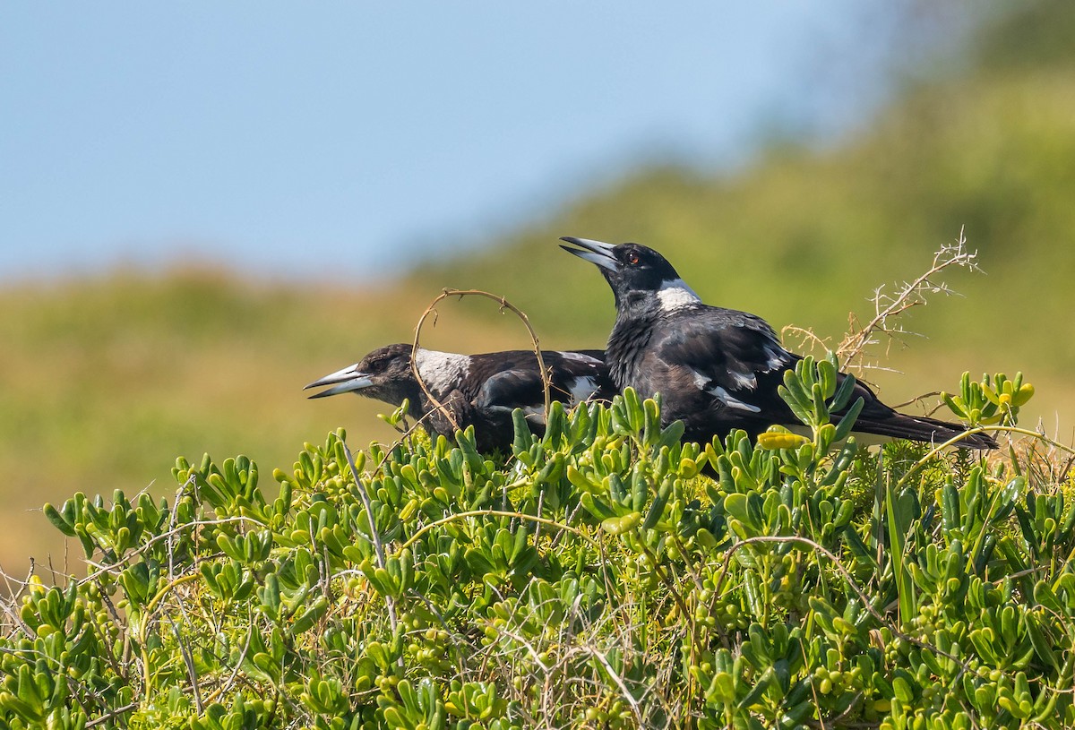 Australian Magpie - ML395837301