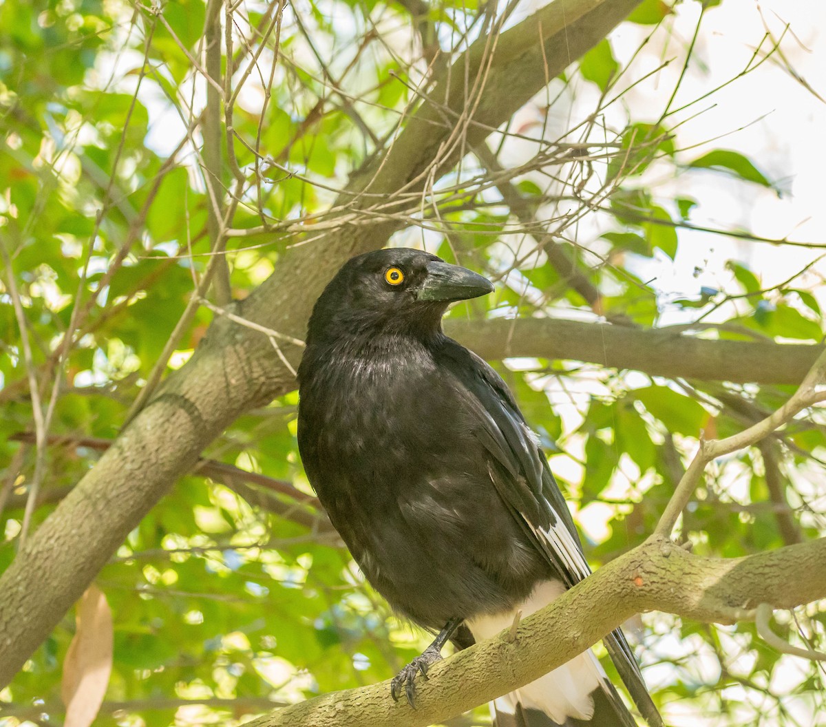 Pied Currawong - ML395837351