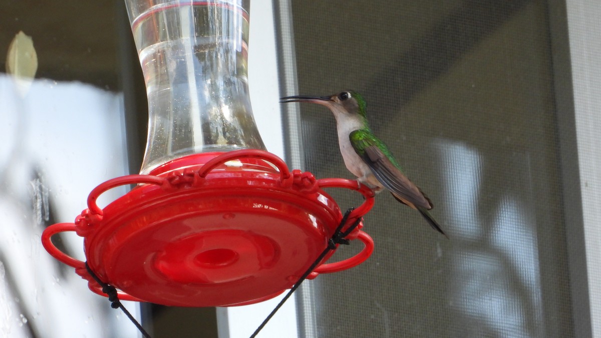 kolibřík klínoocasý - ML395837401