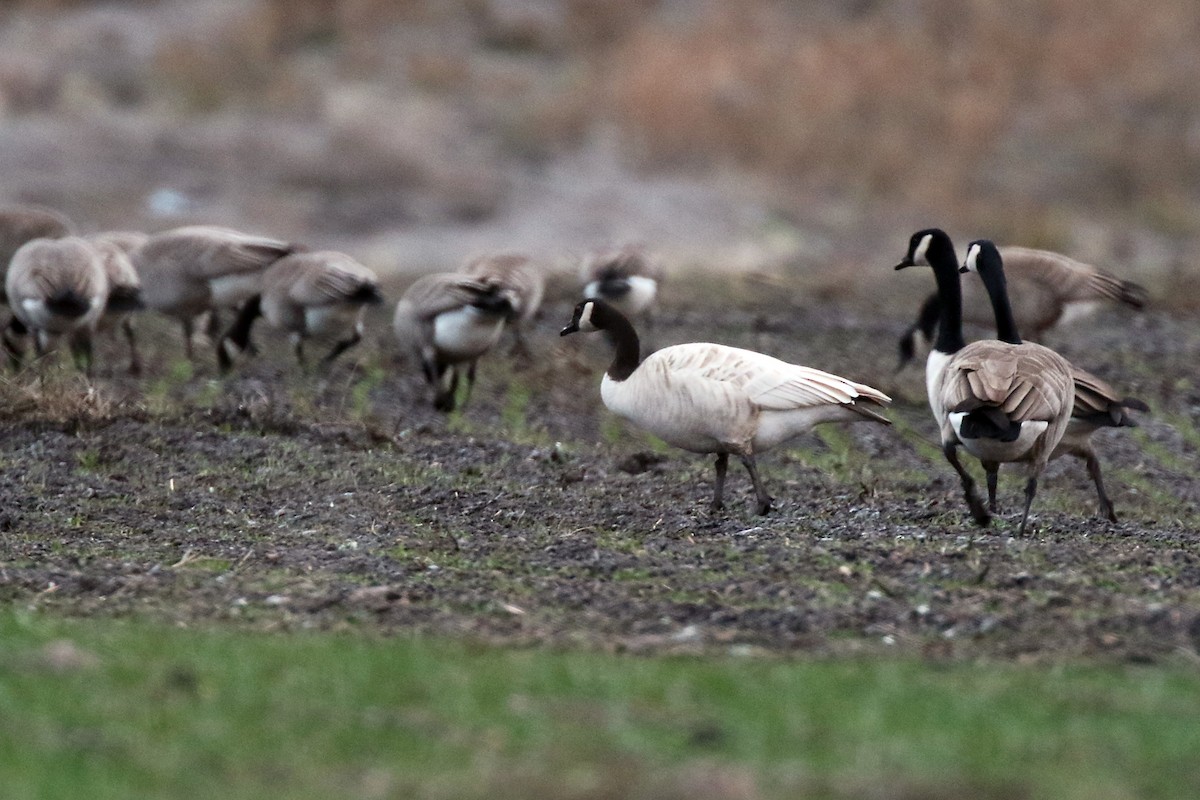 Canada Goose (moffitti/maxima) - Marlene Cashen