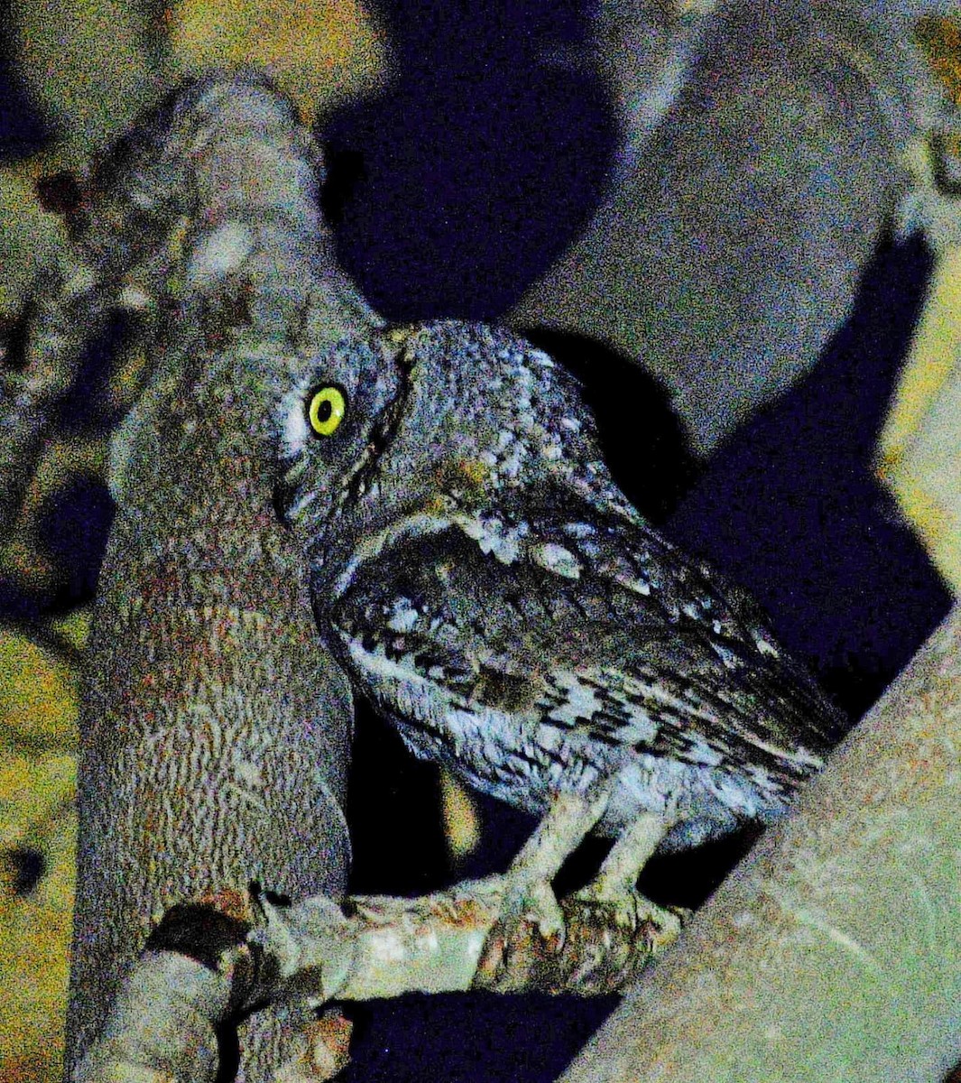 Oriental Scops-Owl (Oriental) - ML395839611