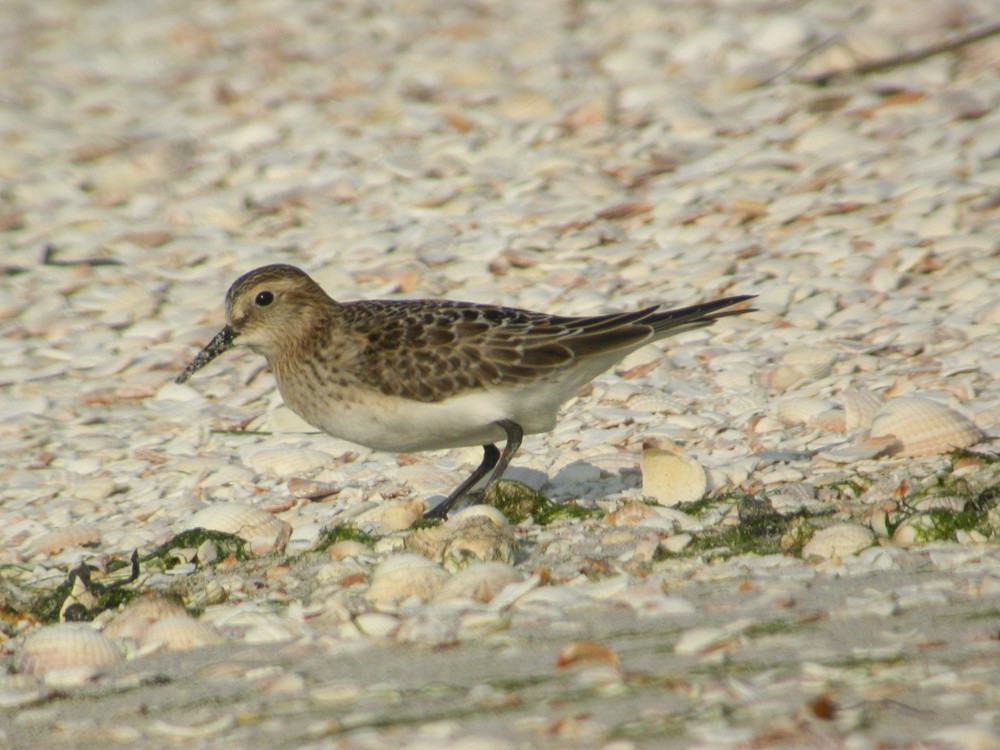 Baird's Sandpiper - ML395843171