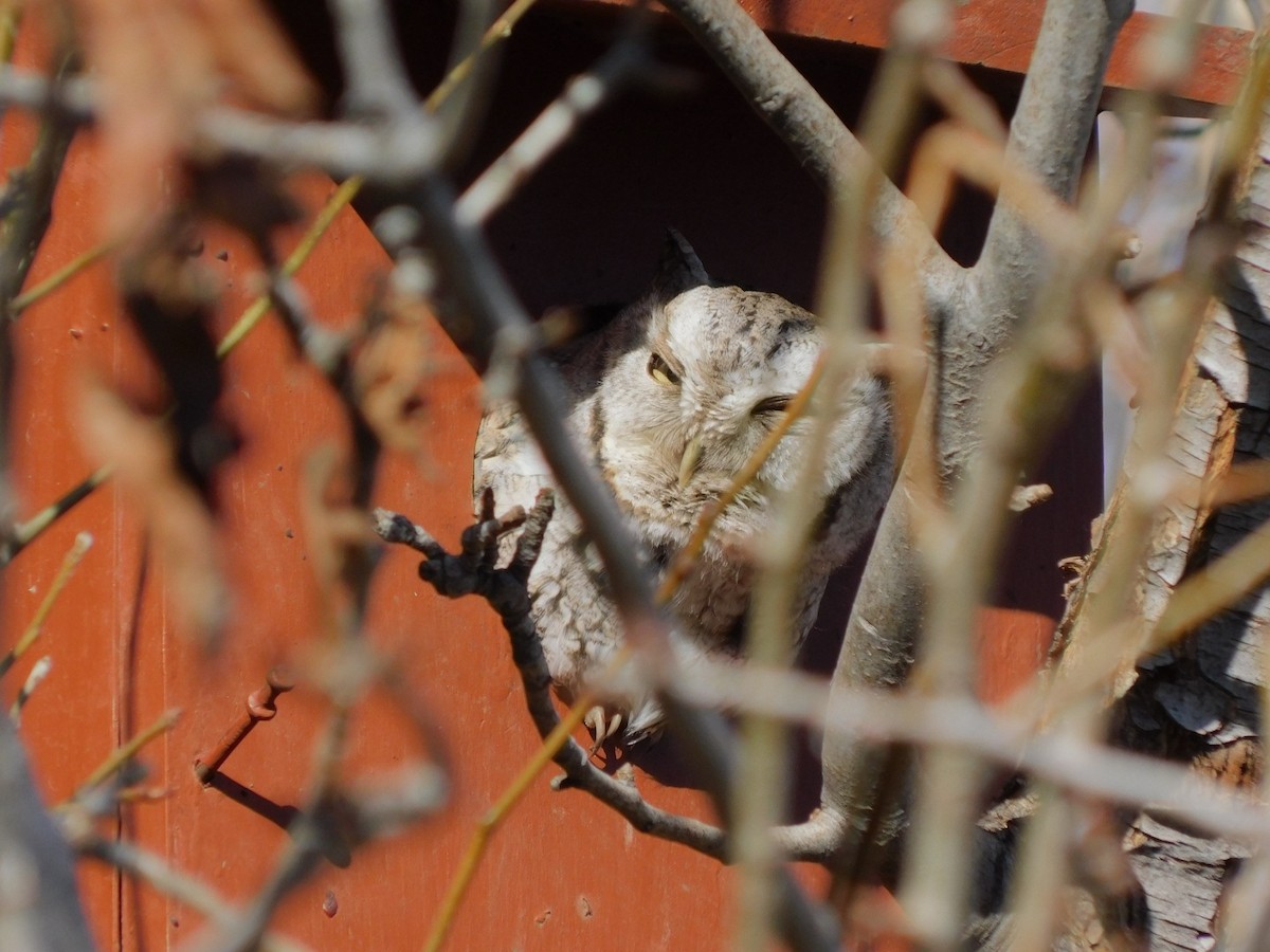 Eastern Screech-Owl - ML395844461