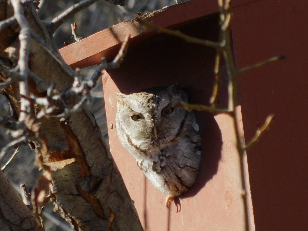 Eastern Screech-Owl - ML395844491