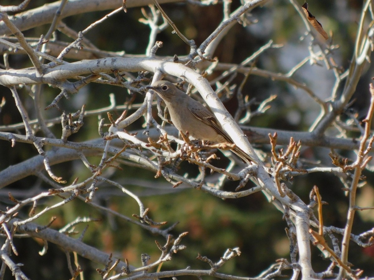 Townsend's Solitaire - ML395844571