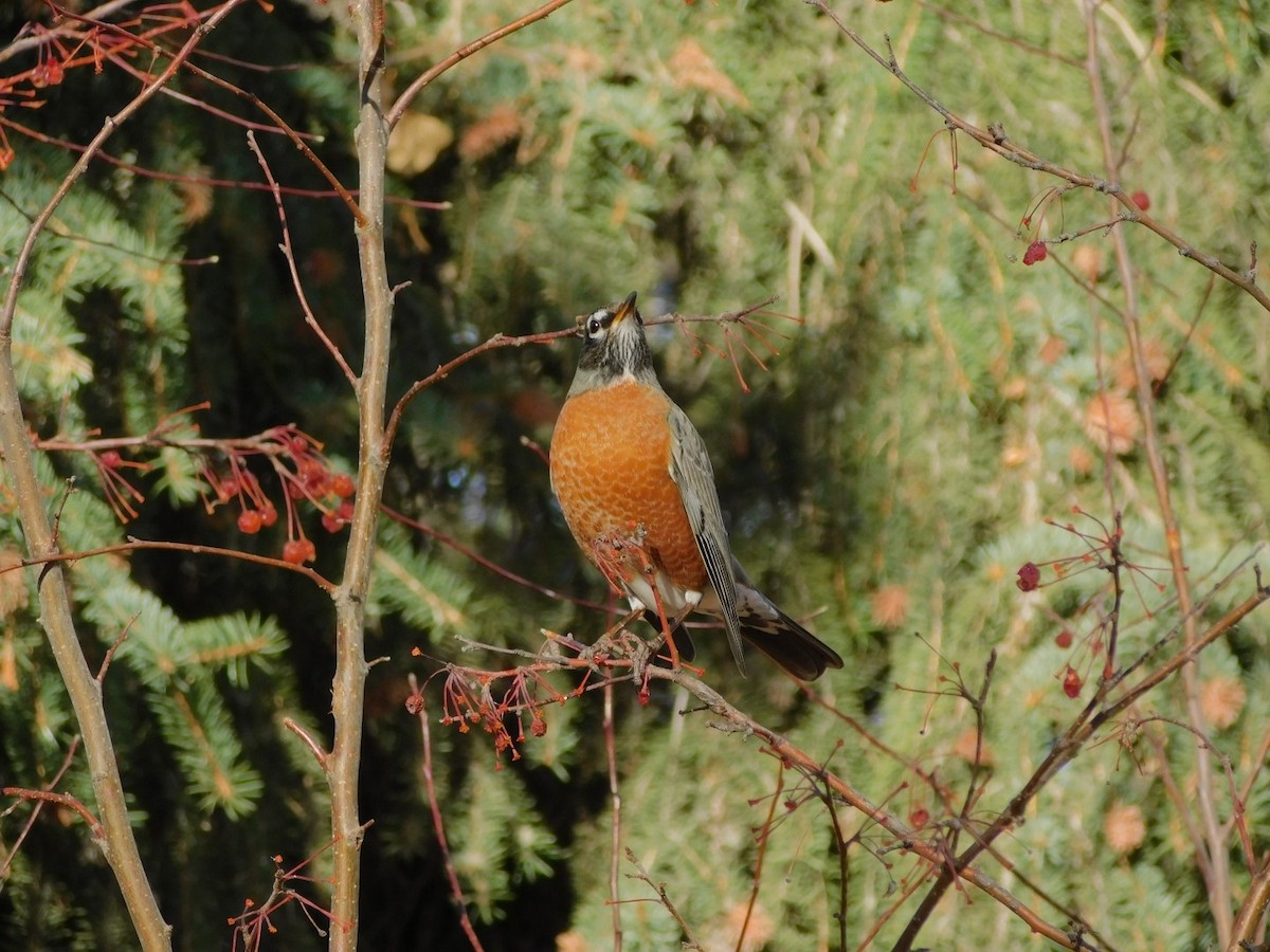 American Robin - ML395844581