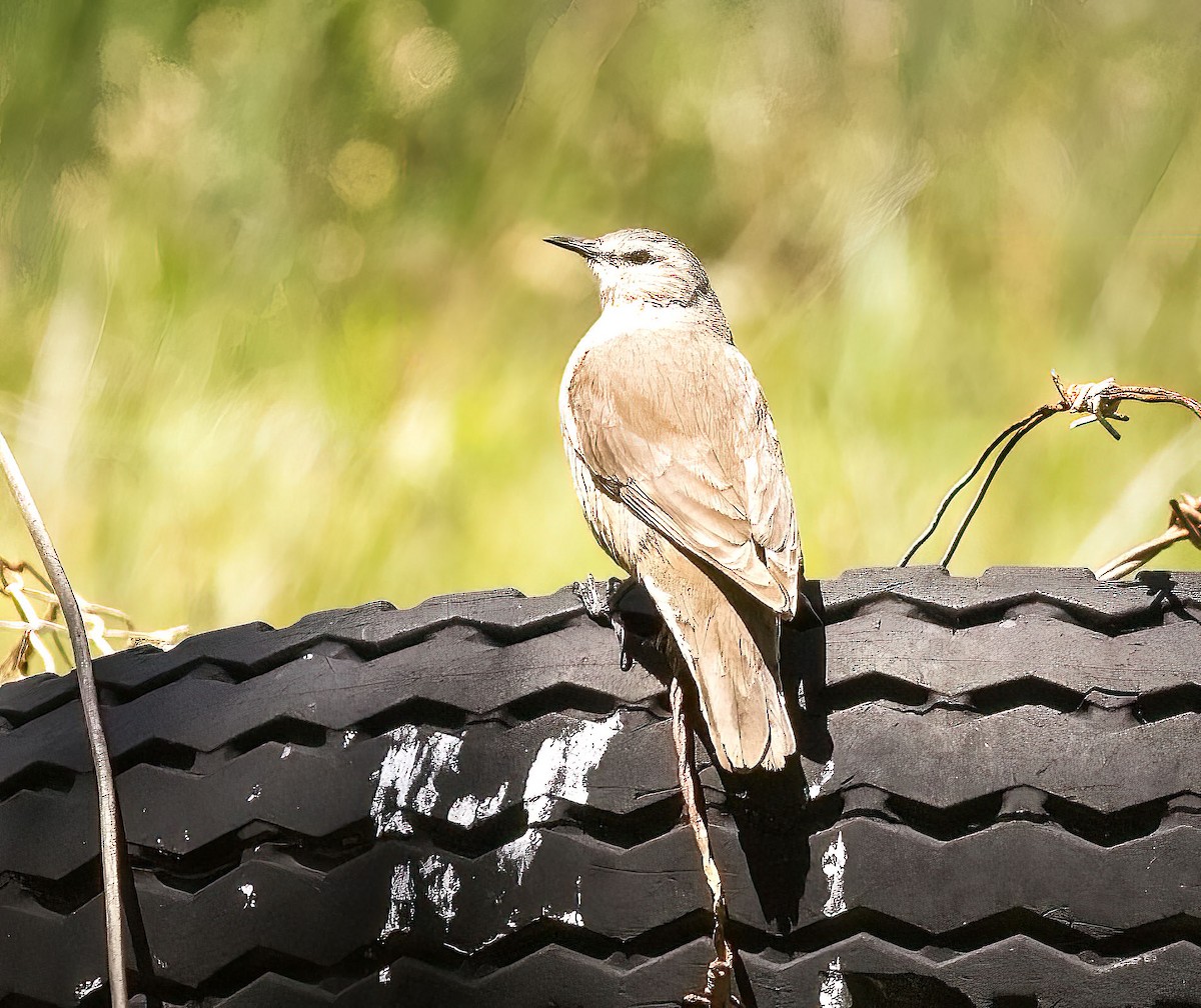 Brown Treecreeper - ML395845591