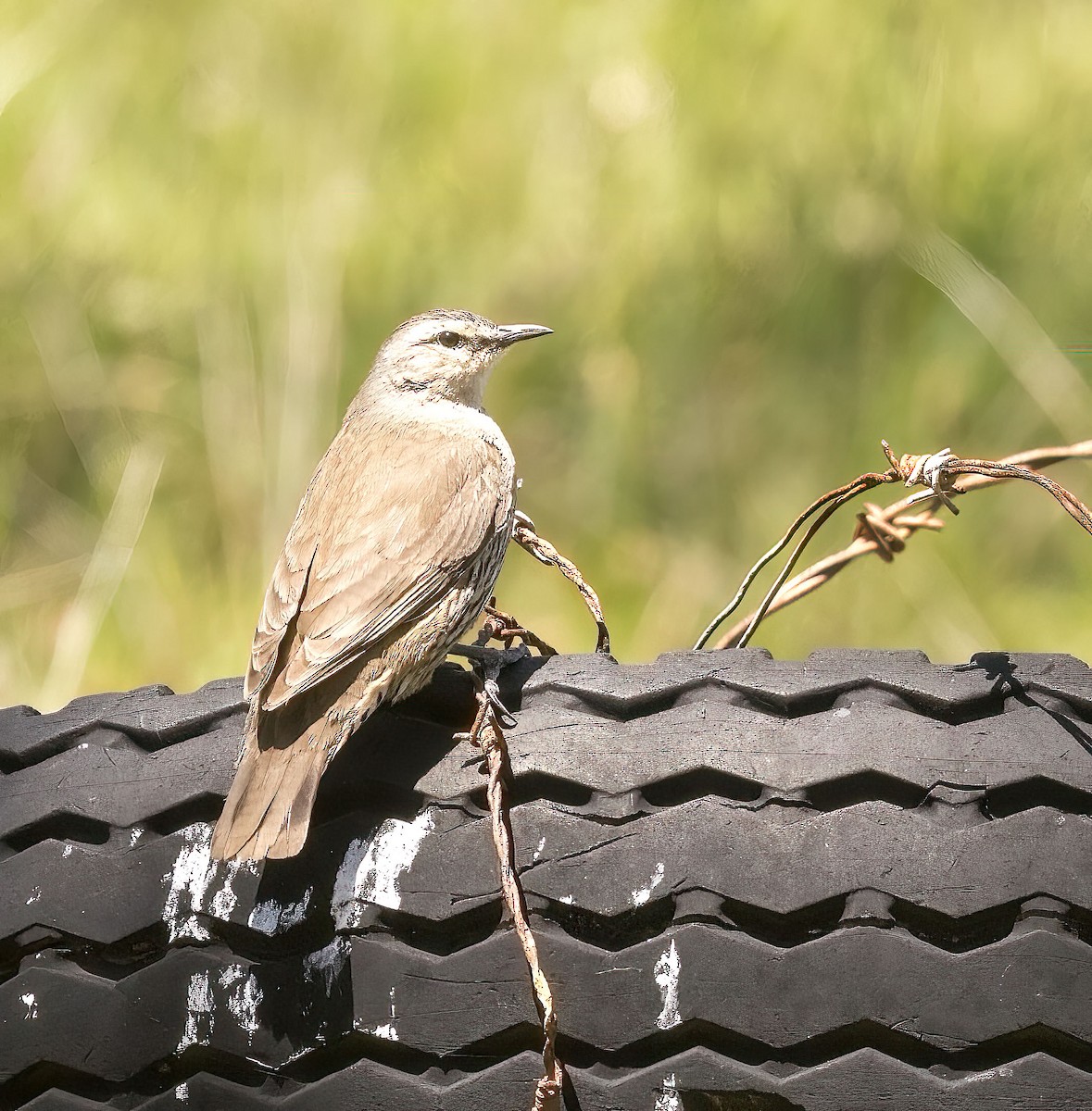 Brown Treecreeper - ML395845601