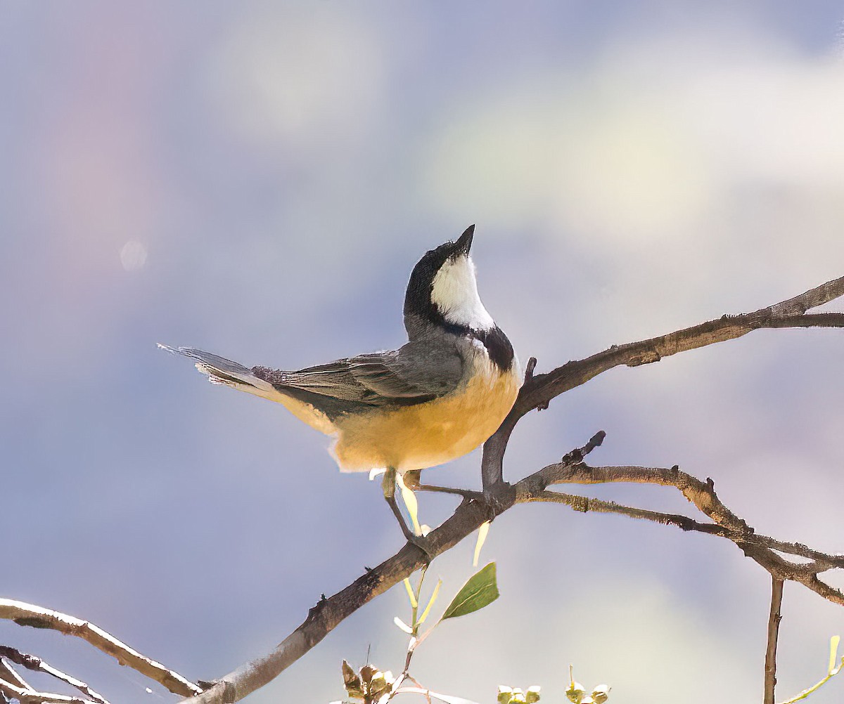 Rufous Whistler - ML395845621