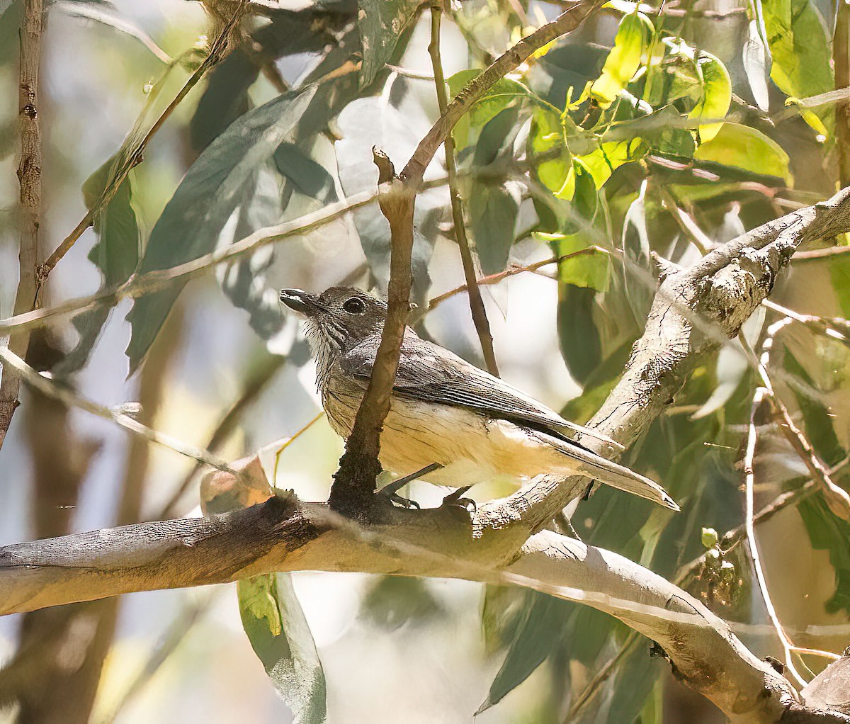 Rufous Whistler - ML395845631