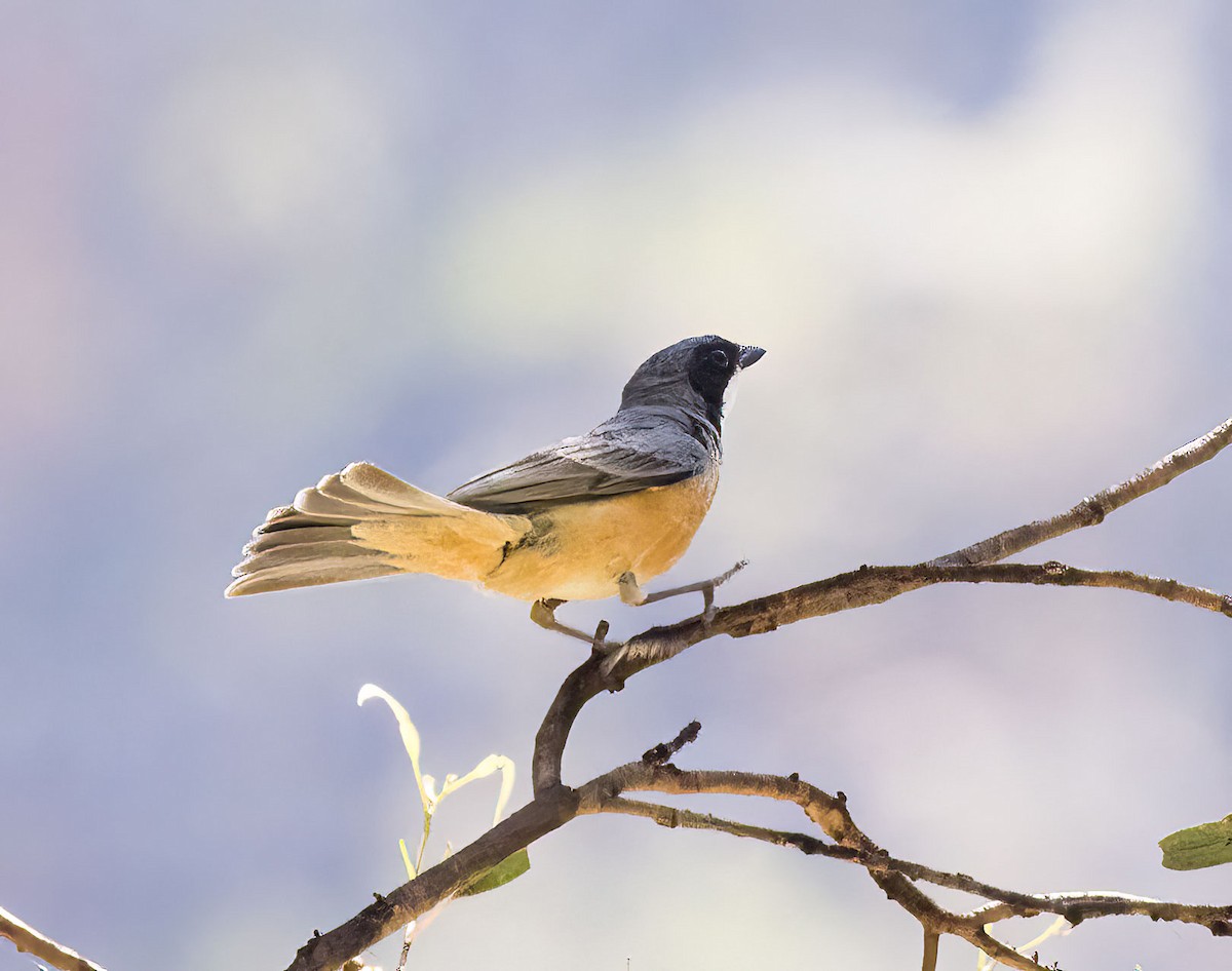 Rufous Whistler - ML395845641