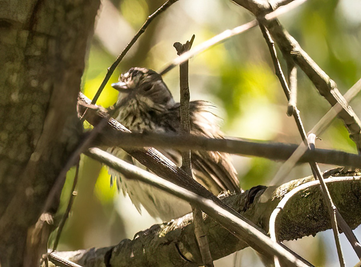 Speckled Warbler - ML395845691