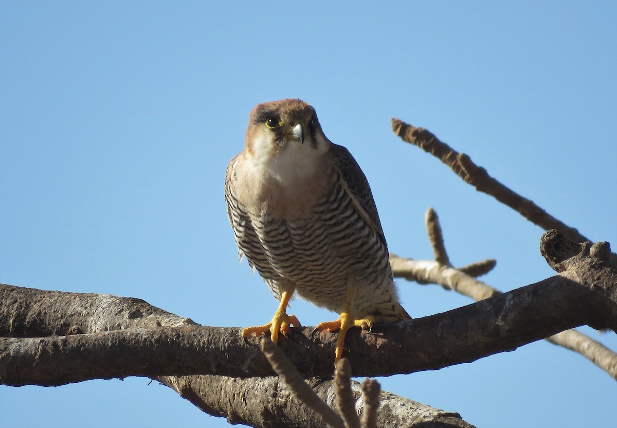 Red-necked Falcon - Bram Piot