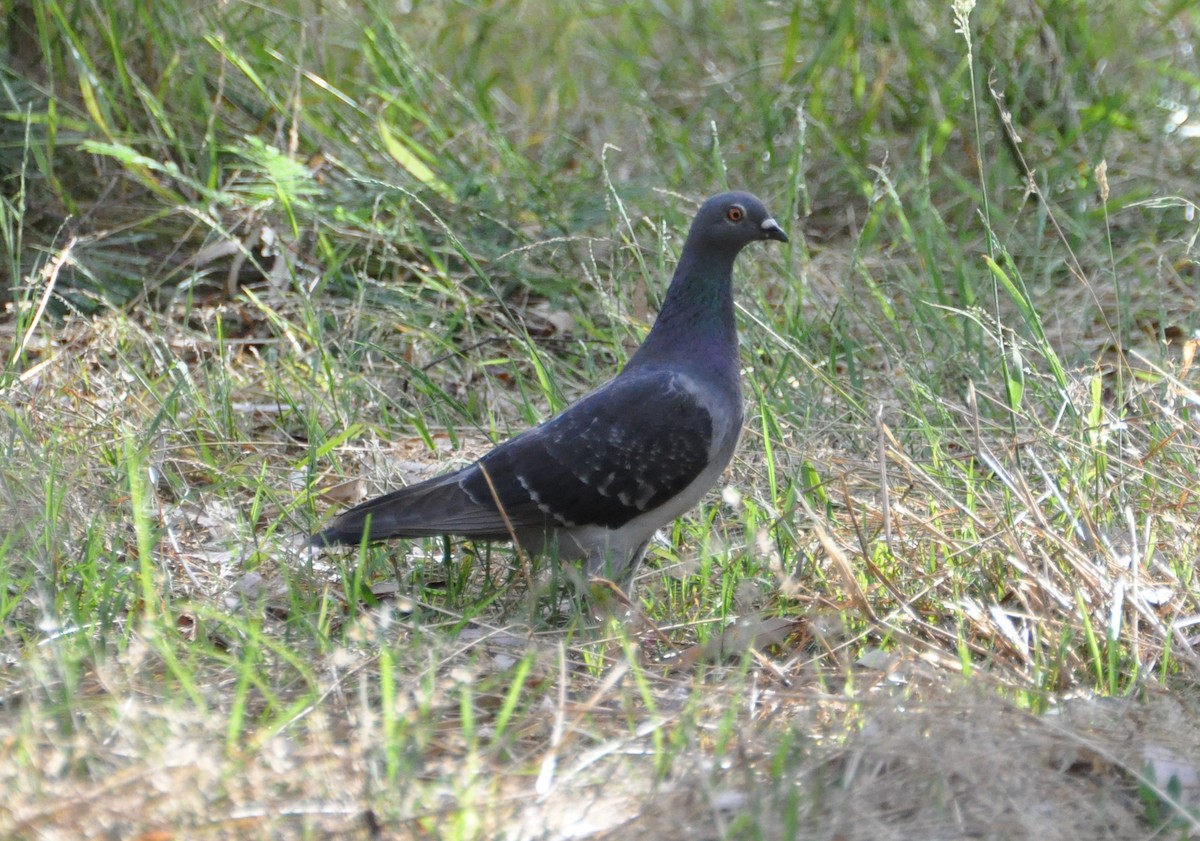 Rock Pigeon (Feral Pigeon) - ML395852161