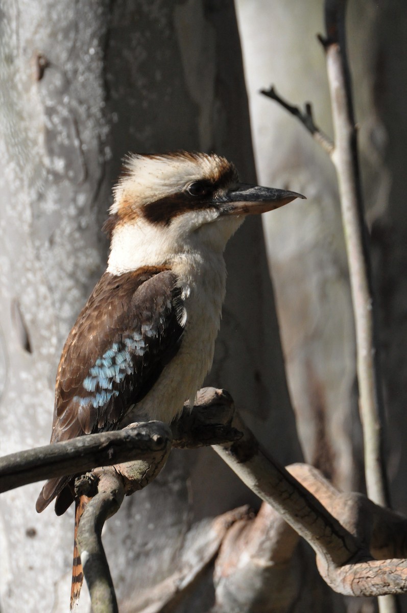 Laughing Kookaburra - ML395852191