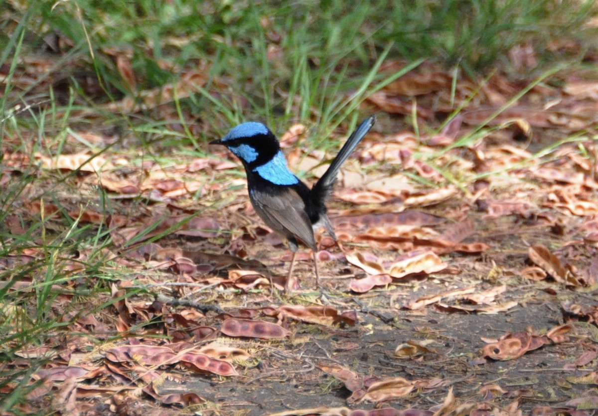 Superb Fairywren - ML395852221