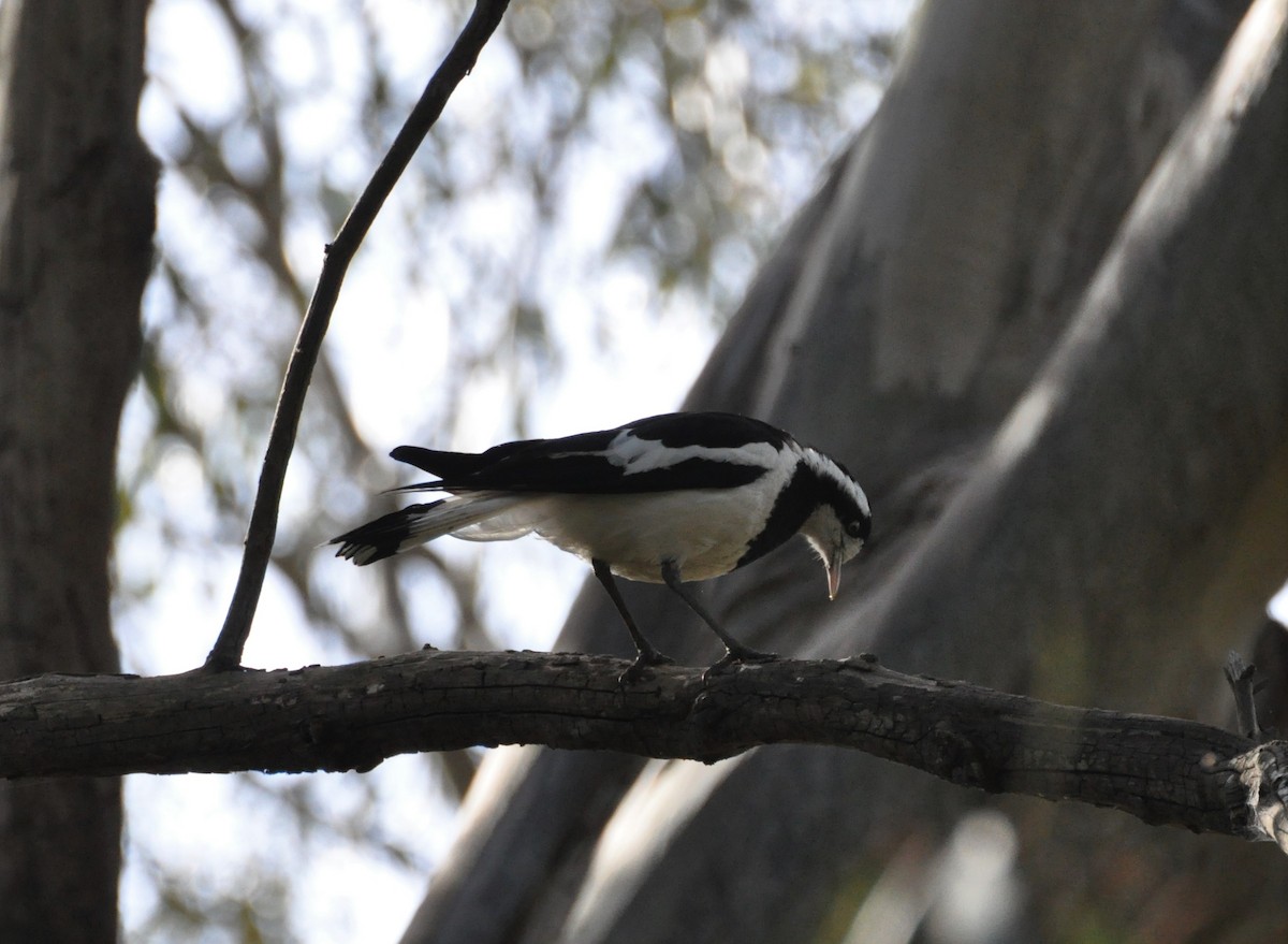 Grallina Australiana - ML395852261